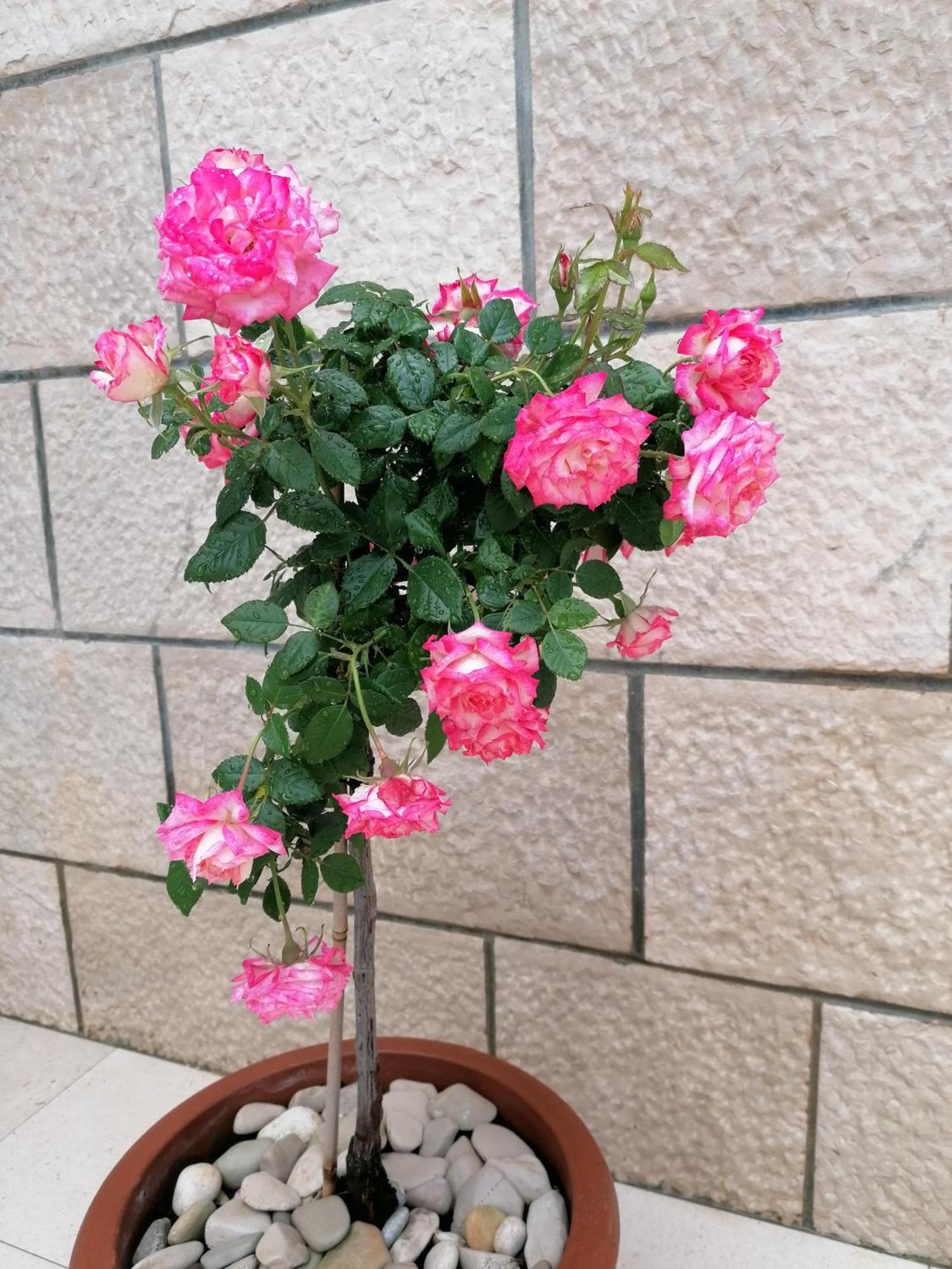 Apartman Ruzica Pucisca Εξωτερικό φωτογραφία